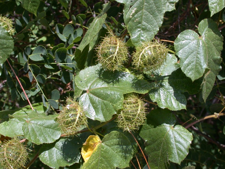Passifloraceae Passiflora 