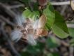 image of Ipomoea 