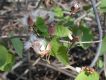 image of Ipomoea 