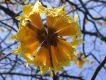 image of Tabebuia billbergii