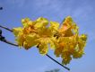 image of Tabebuia billbergii