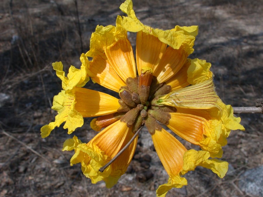 Bignoniaceae Tabebuia billbergii