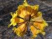 image of Tabebuia billbergii