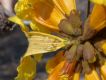image of Tabebuia billbergii
