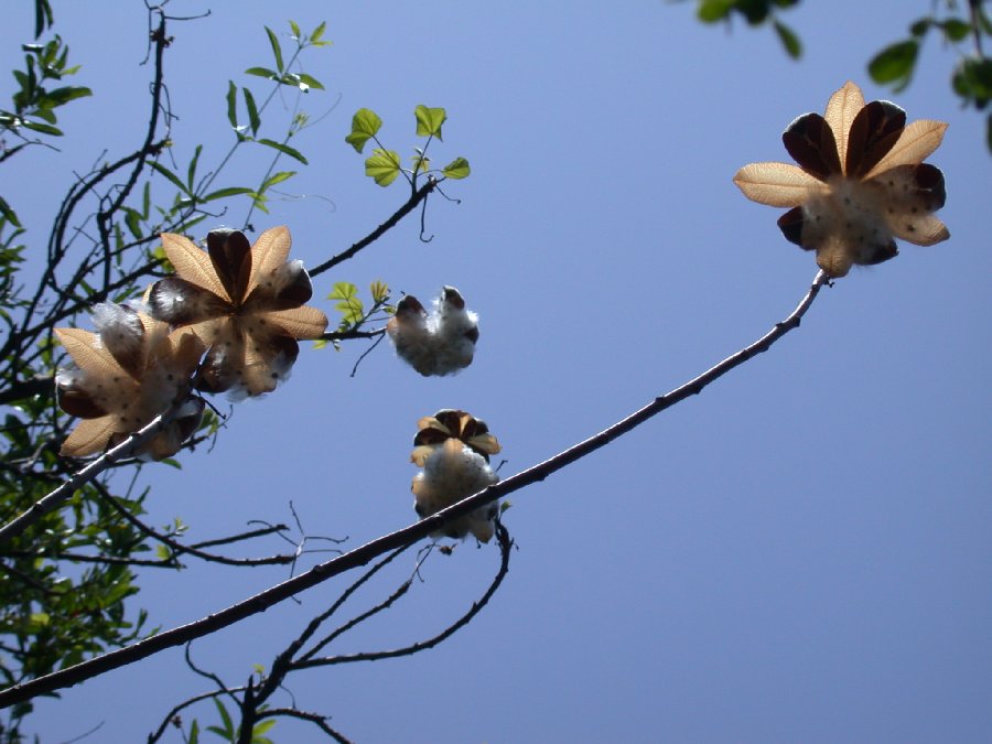 Bixaceae Cochlospermum vitifolium