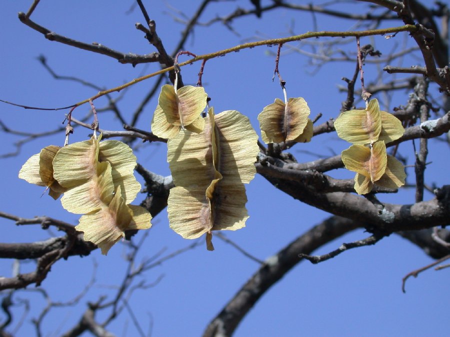 Fabaceae Piscidia 