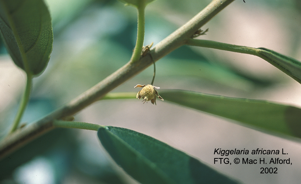 Kiggelariaceae Kiggelaria africana