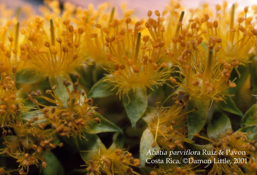 Passifloraceae Abatia parviflora