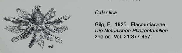 Salicaceae Calantica cerasifolia