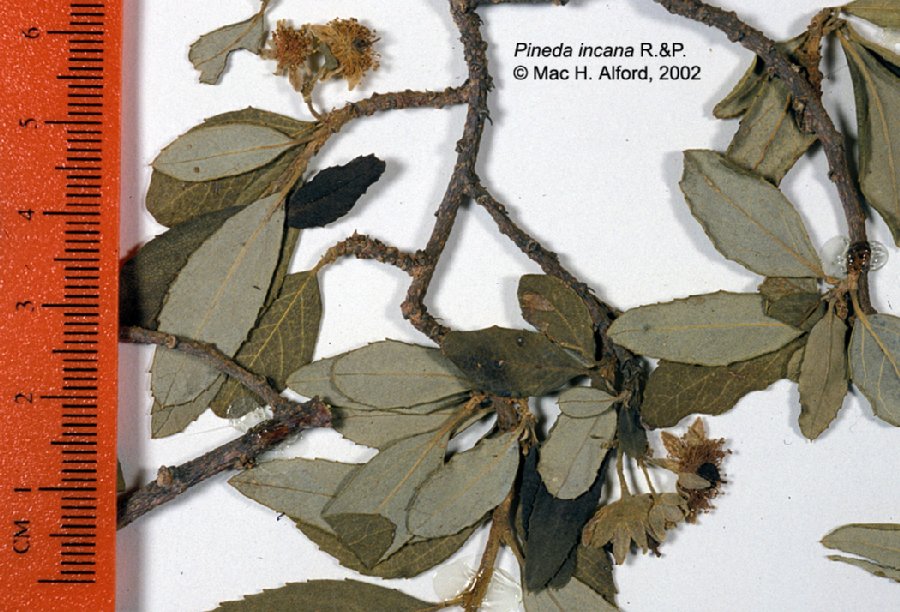Salicaceae Pineda incana