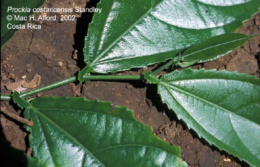 Salicaceae Prockia costaricensis