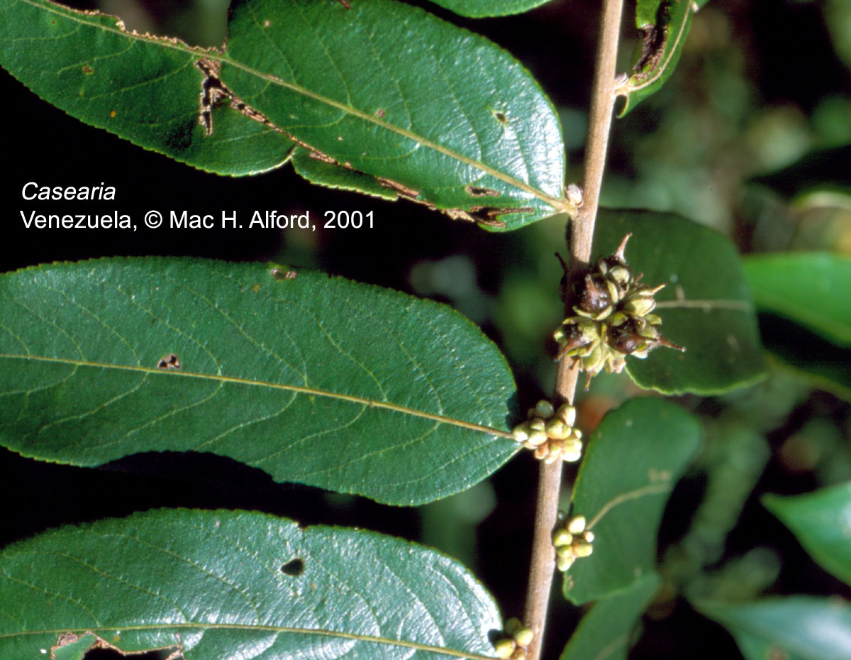 Salicaceae Casearia 