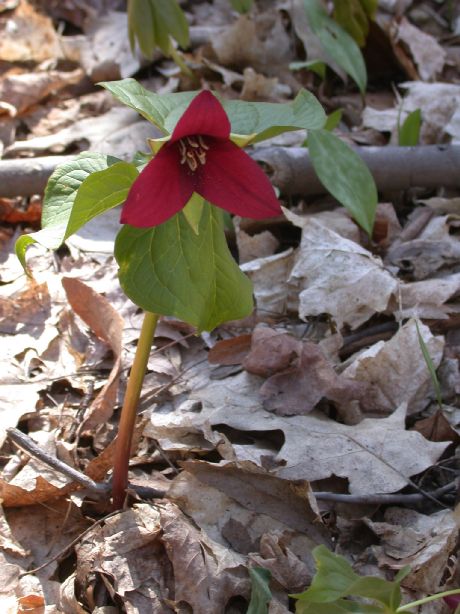 Melanthiaceae Trillium erectum