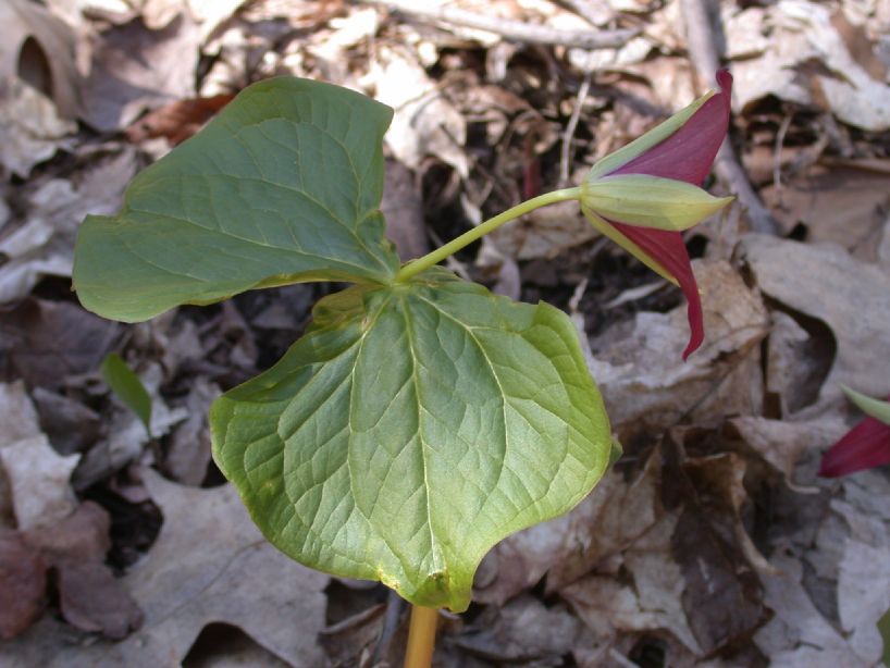 Melanthiaceae Trillium erectum