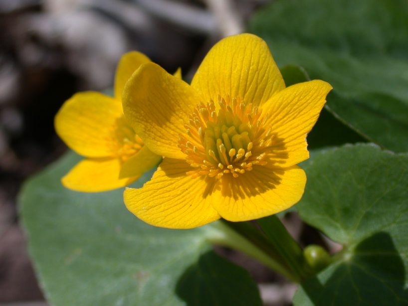 Ranunculaceae Caltha palustris