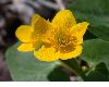 image of Caltha palustris