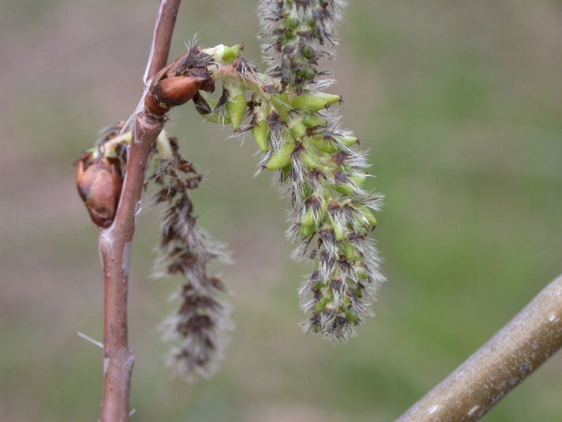 Salicaceae Populus 
