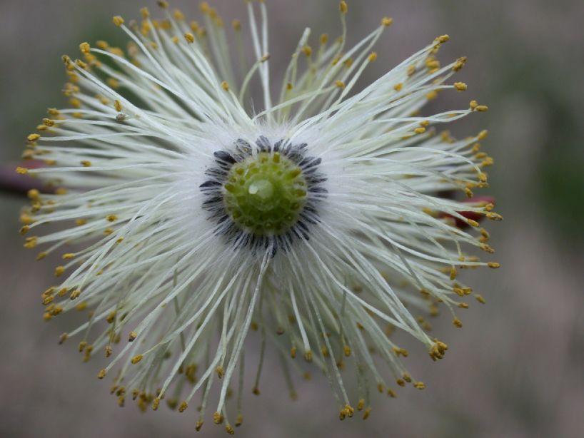 Salicaceae Salix discolor