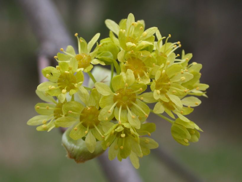 Aceraceae Acer platanoides