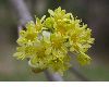 image of Acer platanoides
