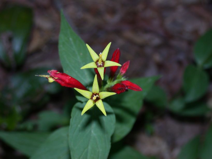 Loganiaceae Spigelia marilandica