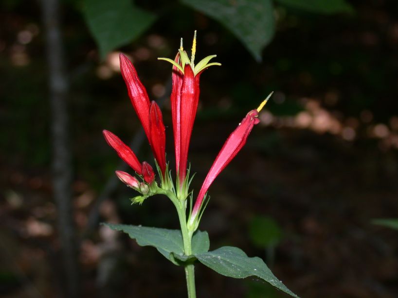 Loganiaceae Spigelia marilandica