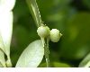 image of Nyssa biflora