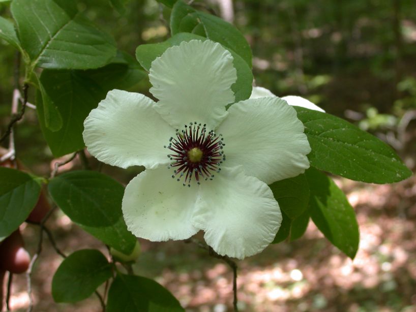 Theaceae Stewartia malacodendron