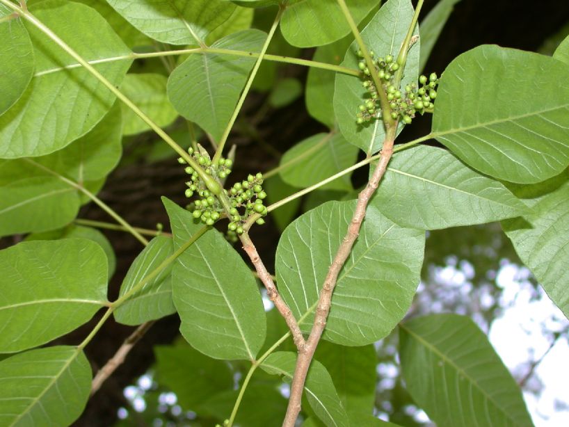 Anacardiaceae Toxicodendron radicans