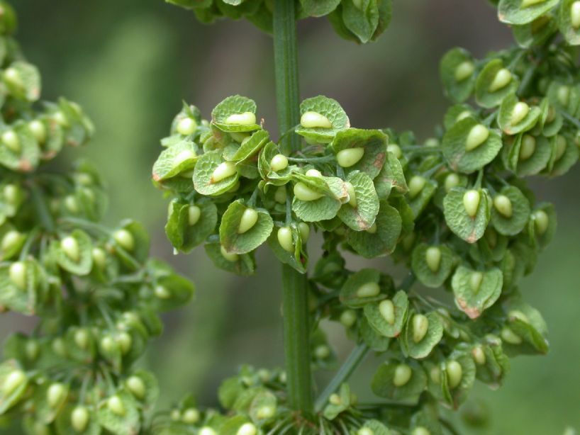 Polygonaceae Rumex crispus