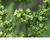 image of Rumex crispus