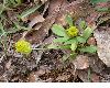 image of Polygala nana