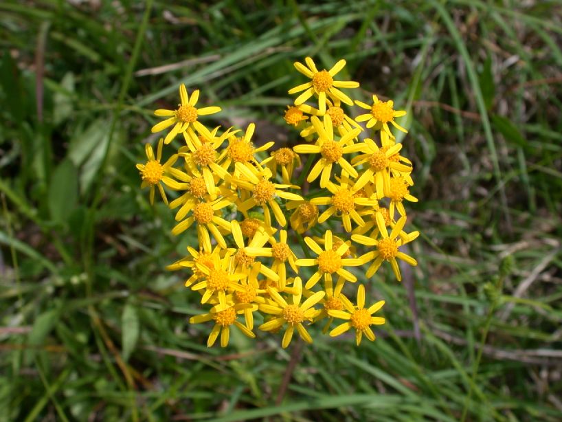 Asteraceae Packera anonyma