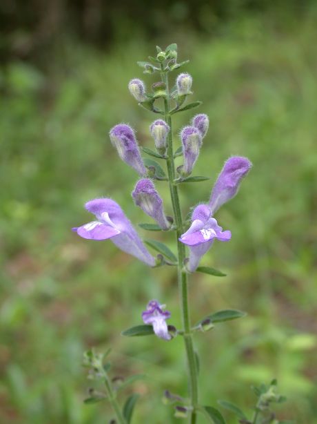 Lamiaceae Scutellaria 