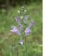 image of Scutellaria 