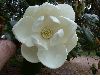 image of Magnolia grandilfora