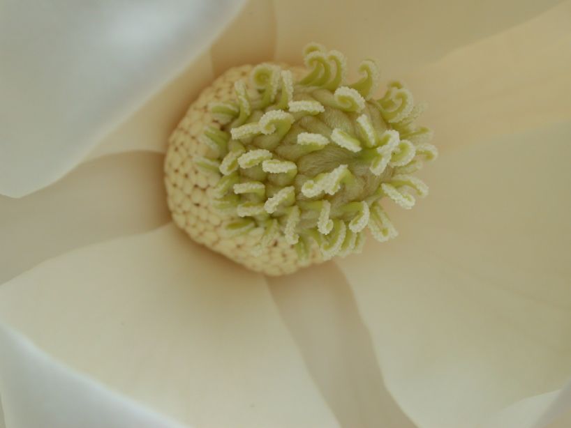 Magnoliaceae Magnolia grandiflora