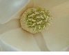 image of Magnolia grandiflora