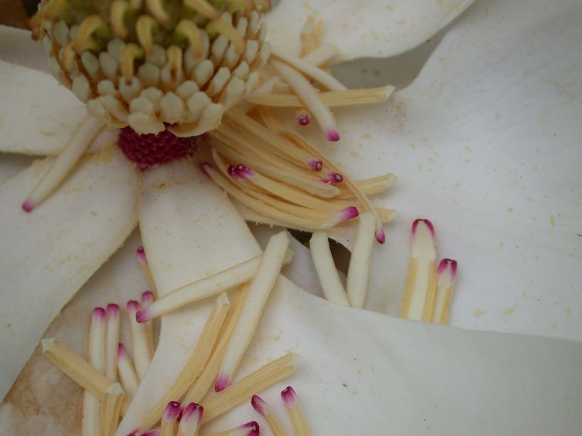 Magnoliaceae Magnolia grandiflora