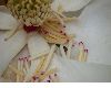 image of Magnolia grandiflora