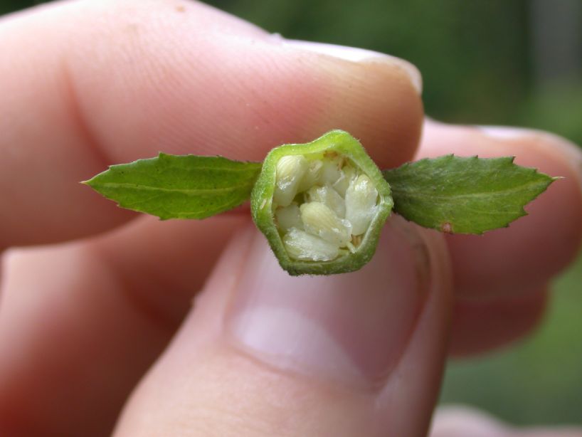 Passifloraceae Turnera 