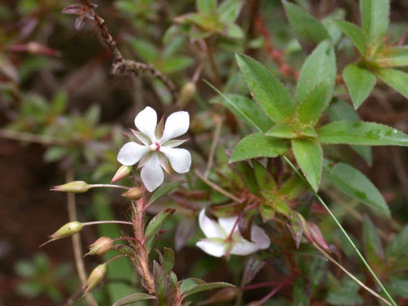 Ochnaceae Sauvagesia erecta