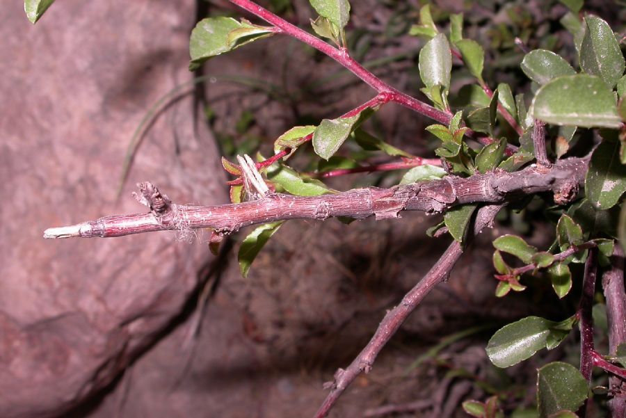 Rosaceae Prunus mongolica