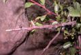 image of Prunus mongolica
