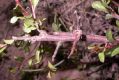 image of Prunus mongolica