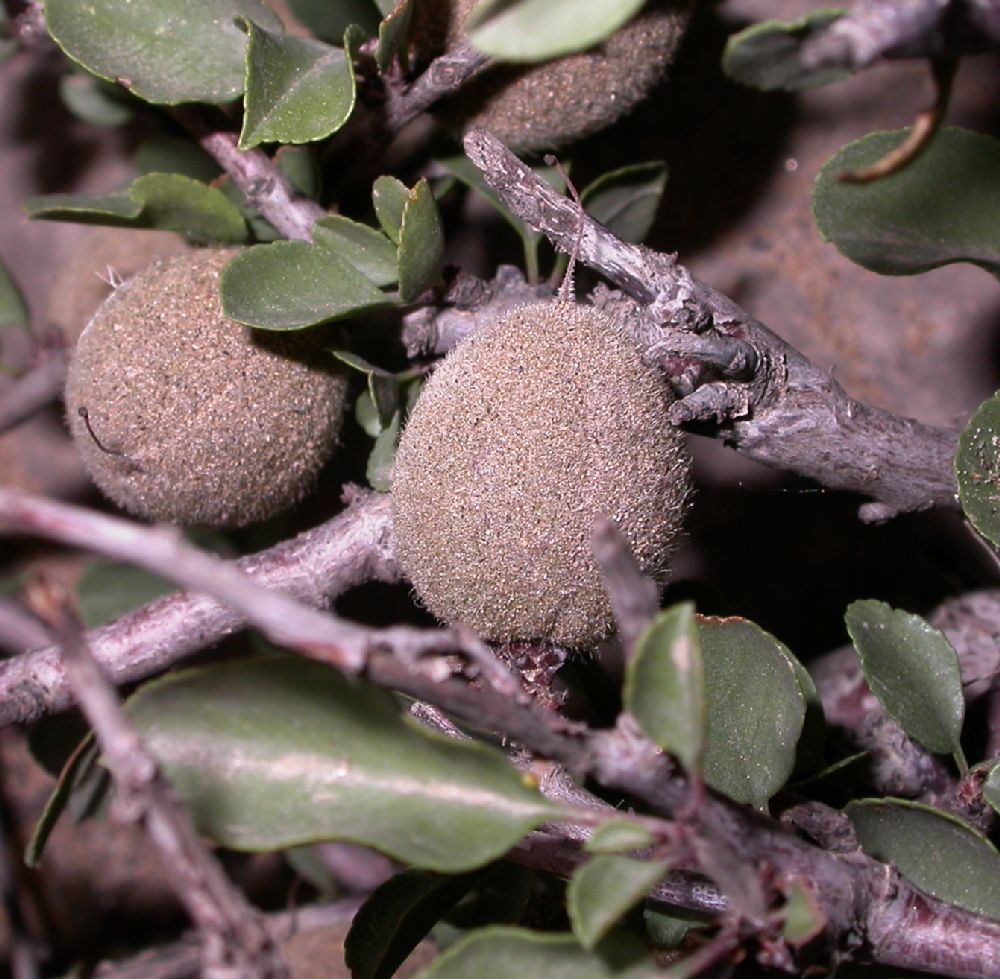 Rosaceae Prunus mongolica