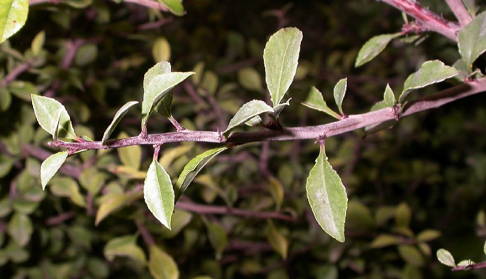 Rosaceae Prunus mongolica