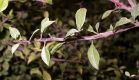 image of Prunus mongolica