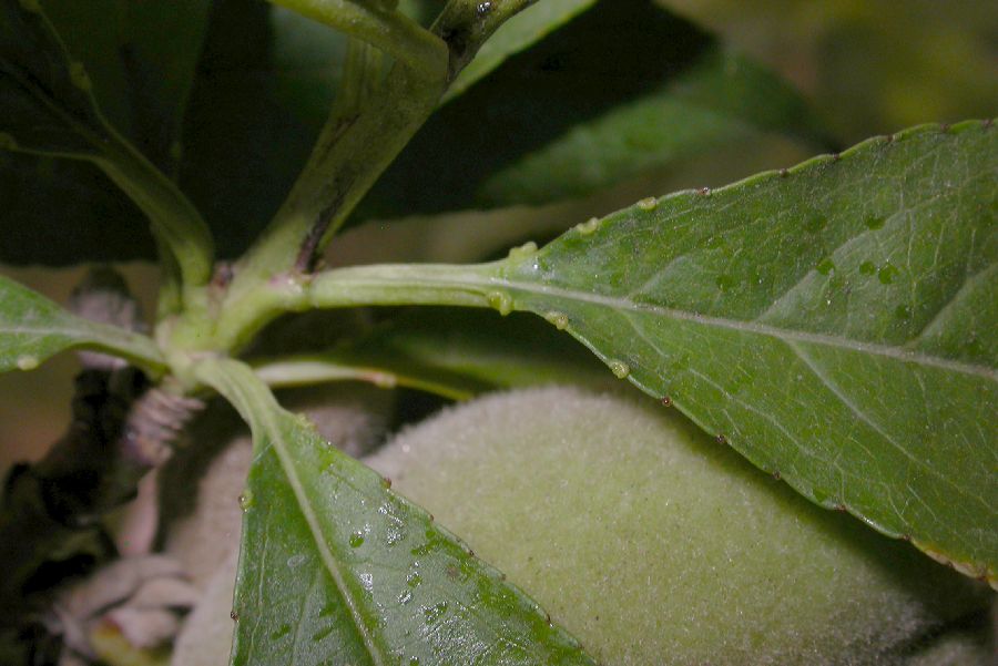 Rosaceae Prunus persica