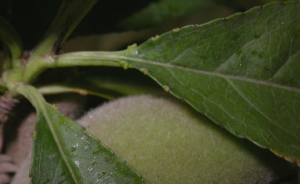 Rosaceae Prunus persica